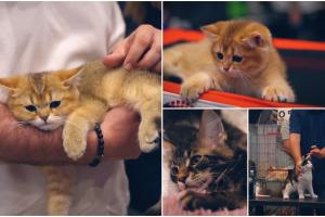 Frumuseţea pe patru lăbuţe: Peste 130 de pisici s-au întrecut într-un concurs internaţional la Cluj-Napoca. Cele mai scumpe exemplare ajung şi la 1.000 de euro
