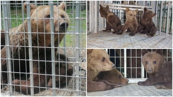 Ursoaică și 3 pui, noii locatari ai Sanctuarului de la Zărnești. Autoritățile au cerut ajutorul unei asociații pentru a salva animalele