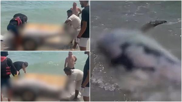 Imagini dezolante pe o plajă din Mamaia Nord. Delfin mort, adus la mal de curenţi, chiar sub privirile turiştilor: "Groaznic. Probabil oamenii sunt vinovaţi"