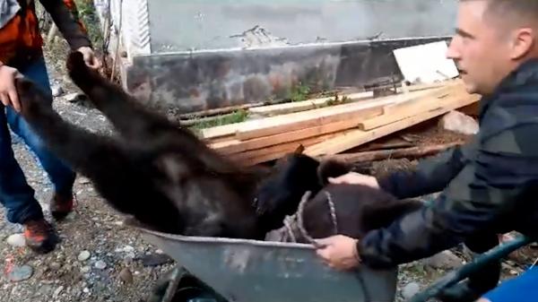Ursul care a terorizat zile în şir un sat din Maramureş a fost prins. Animalul a fost cărat cu roaba, după ce a fost tranchilizat