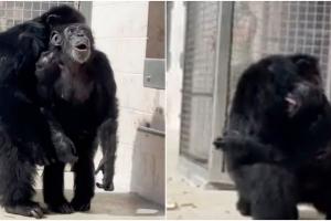 Reacția înduioșătoare a unui cimpanzeu care vede pentru prima dată cerul, după ce a supraviețuit unor experimente de laborator