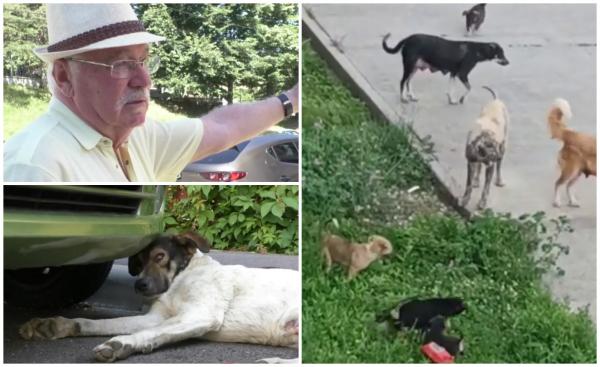 Un oraş din România e terorizat de trei luni de câinii maidanezi. "N-ai curaj să ieşi singur, că te rup"