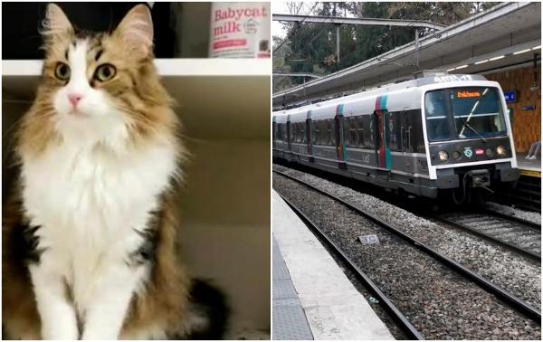 Operatorul feroviar francez, amendat cu 1.000 de euro, după ce un tren a ucis pisica unui pasager