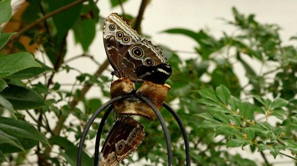 Casa cu fluturi exotici, o atracție de neratat la Praid. Exemplarele sunt aduse din America de Sud, Asia și Africa