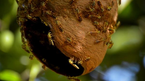 O colonie de viespi a luat cu asalt un traseu foarte căutat de turiși, în masivul Ceahlău. Avertismentul făcut de salvamontiști