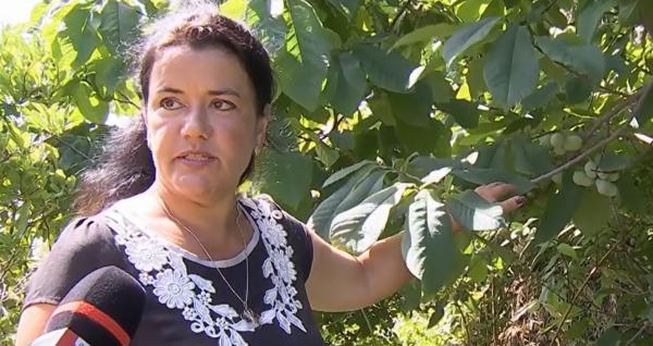 Afacerea care prinde rădăcini în România: cât costă un exemplar de kiwi. Riscul e zero pentru că nu există dăunători