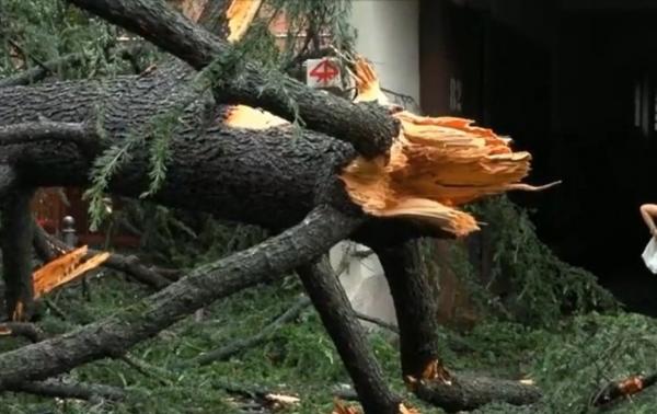 Furtuni devastatoare în Italia, după valul de caniculă. Mai mulţi arbori uriaşi au fost puşi la pământ de vântul puternic