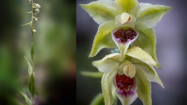 O nouă specie de orhidee, descoperită în Bucegi. Cercetătorii au crezut că a dispărut din cauza dezvoltatorilor imbobiliari