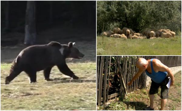 Urșii seamănă teroare într-o comună din Buzău. Intră în gospodării aproape în fiecare noapte și omoară orice animal le iese în cale