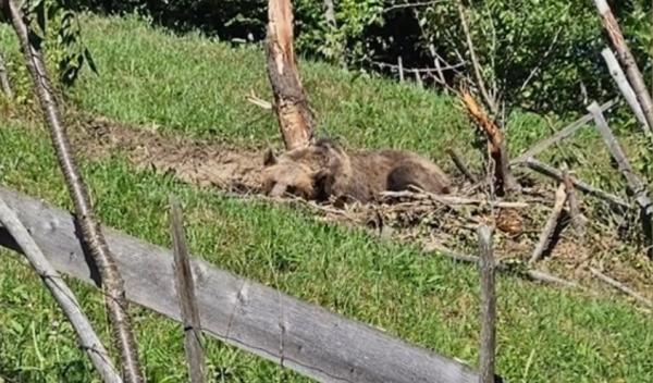 Un vânător din Neamţ, la un pas de o moarte groaznică, în ghearele unui urs, după ce tranchilizantul nu a funcţionat: "Îl ţinea aşa, cu mâinile. Cu lăbuţele"