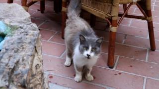 Pisicile din Cipru vor primi medicamente Covid rămase în depozite. 300.000 de feline de pe insulă ar fi murit până acum din cauza bolii