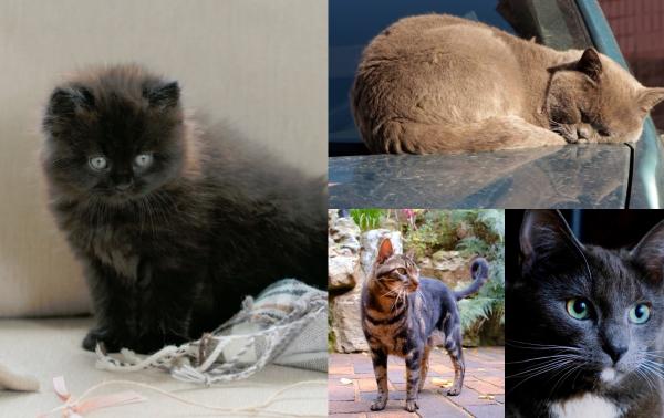 Ziua Internaţională a Pisicilor: Cel mai popular animal de companie se găseşte în jumătate din gospodăriile românilor