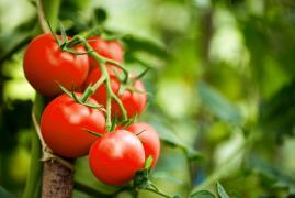Decizia luată de o ţară după ce a rămas fără tomate din cauza ploilor torenţiale. Un kilogram s-a scumpit chiar şi cu 450%
