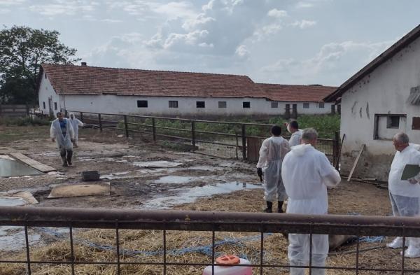 Focar de pestă porcină africană, confirmat la o fermă din Arad. Sute de animale vor fi sacrificate