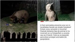 Localnicii și turiștii din Predeal, terorizați de alarmele RO-Alert care anunță prezenţa urşilor, în miez de noapte: "De joia trecută, patru nopţi la rând"