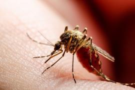 A fost confirmat primul deces cauzat de virusul West Nile în Prahova, al 4-lea în ţară. Bărbatul ajunsese la spital aproape în comă