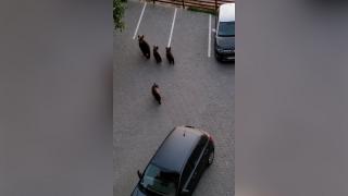 Ursoaică filmată cum se plimbă împreună cu cei trei pui prin faţa unui imobil din Buşteni. Localnicii spun că se tem pentru vieţile lor