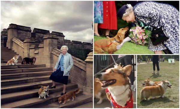 Tribut emoţionant pentru Regina Elisabeta a II-a. Peste 20 de câini din rasa Corgi s-au adunat în faţa Palatului Buckingham