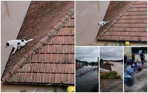 A rămas singur, blocat pe acoperiş şi înconjurat de ape. Un câine din Grecia aşteaptă cuminte să fie salvat. Dacă va mai fi