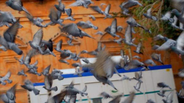 Porumbeii au pus stăpânire pe cartierele din sudul Londrei. Disperaţi, localnicii nu mai pot ieşi din case fără să se murdărească