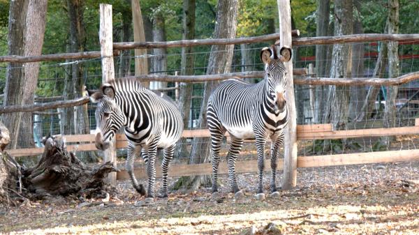 Cinci zebre au călătorit 2.600 de kilometri ca să ajungă în România. Vor putea fi admirate la Grădina Zoologică din Târgu Mureş