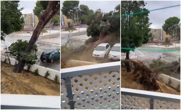 Furtuna Bernard face ravagii în Spania. Momentul în care un copac uriaș cade și strivește o mașină parcată, în Cádiz