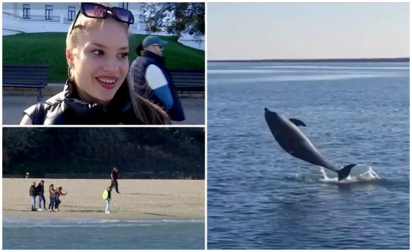 De ce vin delfinii la malul Mării Negre, în perioada aceasta. Turiştii de pe litoral s-au bucurat de spectacol