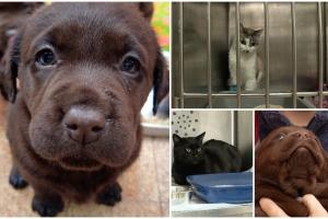 Reguli noi pentru protejarea animalelor. Comisia Europeană schimbă condițiile pentru vânzarea câinilor și pisicilor