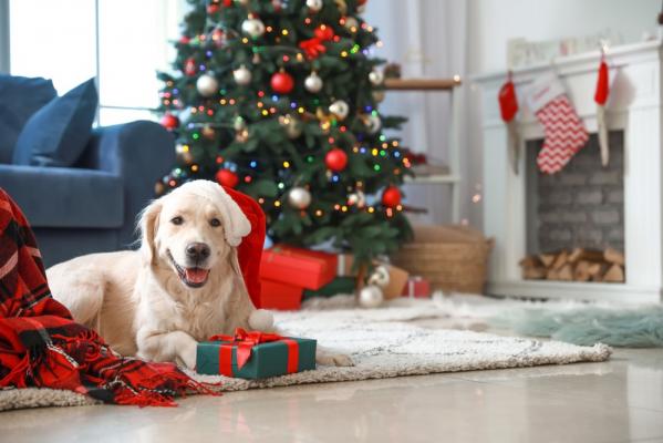 "Cadoul" perfect de Crăciun vine la pachet cu responsabilități. Jumătate dintre animalele abandonate într-un an, ajung pe străzi imediat după sărbători