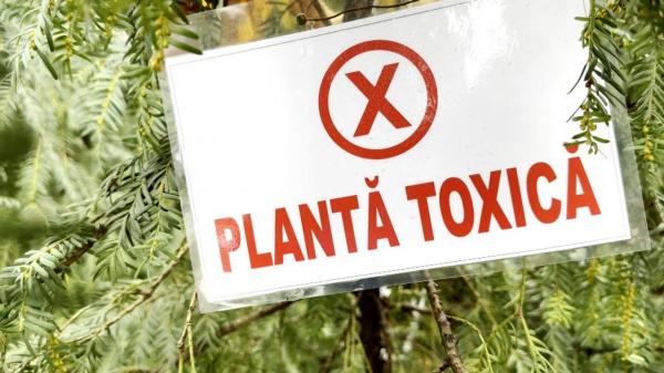 Trei plante populare la decoraţiunile de Crăciun sunt extrem de toxice. Pot produce alergii sau chiar deces