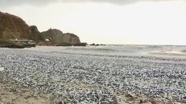 Milioane de peşti morţi, pe o fâşie de ţărm de 1 kilometru. Imagini tulburătoare din Japonia