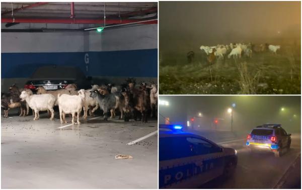 Șoferii au dat nas în nas cu o turmă de capre, în parcarea subterană a unui mall din Târgu Jiu. Ceața densă ar fi derutat animalele