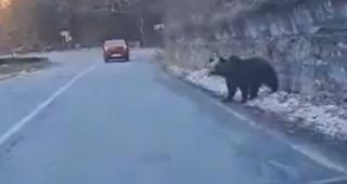 Urşii au ieşit la plimbare pe Transfăgărăşan. Animalele erau în căutare de hrană şi păreau dezorientate