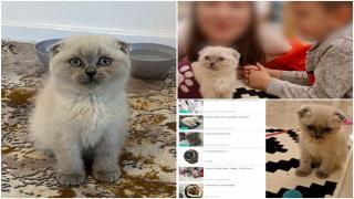 Au cumpărat de pe internet o pisică Scottish Fold cu 1.500 de lei, pentru fetiţa lor. Trauma trăită de Sărbători de o familie din Bucureşti