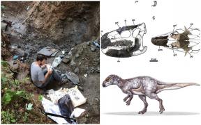 Fosile de dinozauri unice în lume, descoperite în Hunedoara. Rămăşiţele sunt vechi de peste 70 de milioane de ani