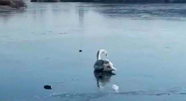 Misiune inedită de salvare în Orăştie: Două lebede blocate pe un lac îngheţat, eliberate de pompieri