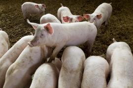 Focar de pestă porcină în Vrancea. Peste 20.000 de porci urmează să fie eutanasiaţi