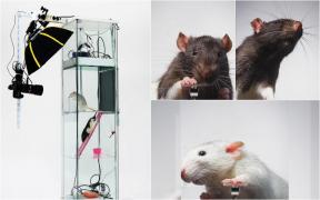 Un artist francez a dresat doi şobolani să-şi facă selfiuri