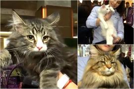 Una dintre cele mai importante competiţii pentru feline din Europa are loc la noi în ţară. A fost omologată prima pisică cu origini româneşti