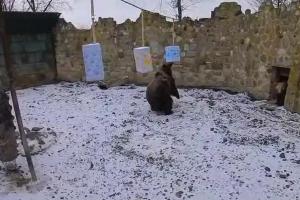 Urşii de la Grădina Zoologică din Mureş nu şi-au văzut umbra. Ce înseamnă asta în tradiţia populară