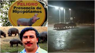 Hipopotamii lui Pablo Escobar, pericol pentru populaţie. Columbienii se plâng că animalele atacă oamenii și provoacă accidente rutiere