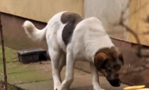 Teroare printre locatarii unui bloc din Baia Mare, din cauza câinilor agresivi: "Nopţile noi nu le dormim. Copiii nu pot să meargă la şcoală"