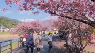 Atmosferă de poveste în Japonia. Cireşii au înflorit cu aproape o lună mai devreme
