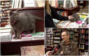 O pisică din rasa british shorthair, magnet de clienți într-o librărie din Constanța. Oamenii vin de la kilometri distanţă să o cunoască pe Năsuca