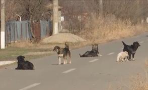 Femeie din Buzău, atacată în drum spre casă de o haită de câini. Vecinii spun că sunt disperaţi: "Vin cu pietre în buzunar că mi-e frică"
