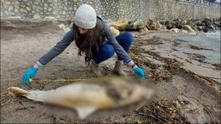Situaţie îngrijorătoare pe litoral. Delfin, găsit mort pe plajă, în zona cazinoului din Constanța: "Mor din cauza acțiunilor umane"