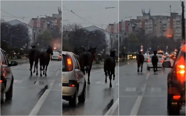 Doi cai au fost filmaţi în timp ce fug dezorientaţi pe un bulevard din Craiova 
