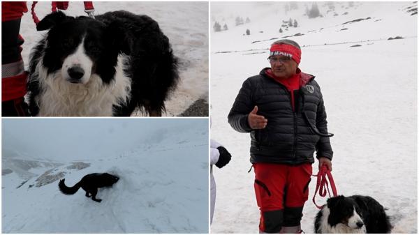 Câinii care luptă cu avalanşele. Ion a lansat un serviciu ce salvează sute de vieţi pe munte: instruieşte mici eroi necuvântători 