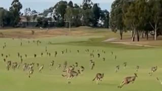 Meci de golf, întrerupt de sute de canguri care au invadat terenul, în Australia