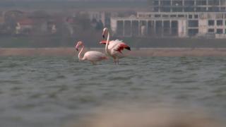 Spectacol pe lacul Techirghiol oferit de mai multe păsări flamingo. Motivul pentru care păsările se opresc aici în fiecare an